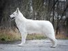 Chessie Whiteline Czech