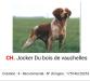 Cot.4/6  ChFCS ChIB ChPR JOCKER du bois de vauchelles