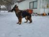 Zoe Von Triple J German Shepherds