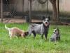 TARCILA BLUE HEELER'S SELIVON