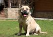Ideal Dogs GIV Wild Orchid