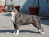 Atlantida King Of Montenegro Amstaff