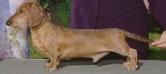 GCH MOONLIGHT'S ALDEBARAN RISING MW