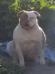 Thompson's Cookies N Cream of Lira's American Bulldogs