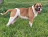 Baghera of Banks Bulldogs