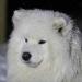  MULTI SMILE Arctik Bear