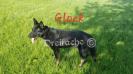 Glock Vom Alabama Police K9
