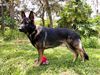 Bodie Zralok vom Alabama Police K9