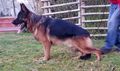 King von der Steine