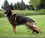 V Madox vom Drumlin Wolf