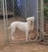 Daisy of S&D Bulldogs