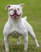 Gizelle of Griffin American bulldogs