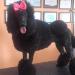  Black Sharon of Show Dog´s