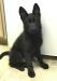 Bagheera vom Alabama Police K9