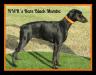  NWR's Rare black mumba