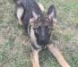 Fletcher vom Alabama Police K9