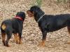 Cubra Libra Majestic Rottweilers