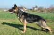 Nela Suche Lazce
