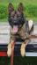 Zsa Zsa Vom Alabama Police K9