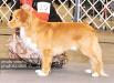 AKC GCH/NSDTRC CH SHR UJJ UCDX UWPCH UACH URO3 GRCH Redleaf's Diablo Rojo