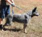 SIMBA & CAMILLY OF HEELER SELIVON