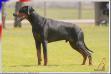 DCF Ring Ch 2019 I-Roreck Rasham von Bolcanstern