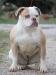 Bomberbulls / GE Baby Mookie