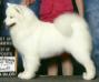 American Grand Champion/Canadian Champion Snowshoe's Christmas in Dixie