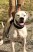 TNT Bulldogs' Kratos