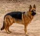 Hoss von Kindheitstraum