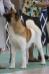 AKC CH Kalan's Lady Killin' Cowboy