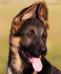 Foxtrot Grand Favour UA
