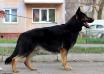 Leader Moravia Campanella
