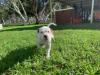 Pedigree American Bulldogs Australia “Eden”