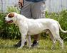 Sup Gr CH CH/Jr CH NKC, CH UKC Roper Dance With Diablo