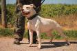 Sandhill's Streetwize Vega of WYB,