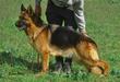 Balu von Haus Aranda