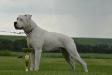 Sly Dog American Bulldogs Clown aka MIA