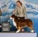 AKC/ASCA CH, CKC GCH Vanstone Seek to Find