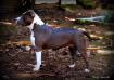 Amstaff Camarilha Crystal