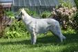 EVERONIA White Ancilias (Canta Lupa (FCI) Kennel)