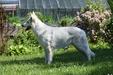  EVERONIA White Ancilias (Canta Lupa (FCI) Kennel)