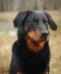 Jadran Astra Canina