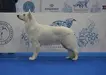 JCH.RUS, CH.RUS, GRAND CH.RUS, CH.RKF, CLUB CH. ANIRIKS SOGDIANA MECHTA VOINA ALFA