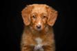 Canis Amicus 