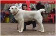 Lion Tagar