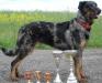 <span style="color: darkred">JCH CR/PL GCH Rom</span> Altesse Attrayante Psi Mysteria <span style="color: darkblue">ZVOP, LA1, CSAU, Coursing certificate Coursing Czech dog K9 cup - 2nd place FCI I Club champion</span>
