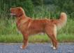 Redforesthunter Wallace