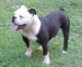  Bluebulldogge's Popeye