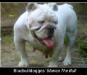  Bluebulldogge's Blanca the Bull